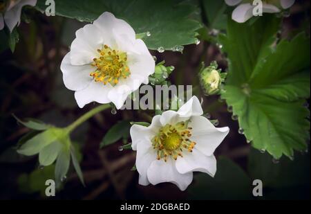 Fraise gonflée avec gouttes de rosée sur les fleurs. Banque D'Images