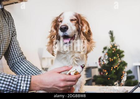 Chien heureux avec les yeux fermés à côté d'un homme qui regarde un jouet de noël vintage. Souvenirs d'enfance des vacances d'hiver, passer la nouvelle année en confinement Banque D'Images