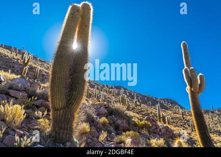 Cactus géant sur l'île Cactus au sel d'Uyuni Plat Banque D'Images