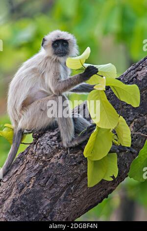 Singe langur gris sur arbre, Parc national de Kanha, Madhya Pradesh, Inde Banque D'Images