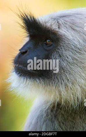 Singe langur gris, Parc national de Kanha, Madhya Pradesh, Inde Banque D'Images