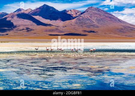 Vue sur les Flamingos de James au lac Canapa Plateau andin Banque D'Images