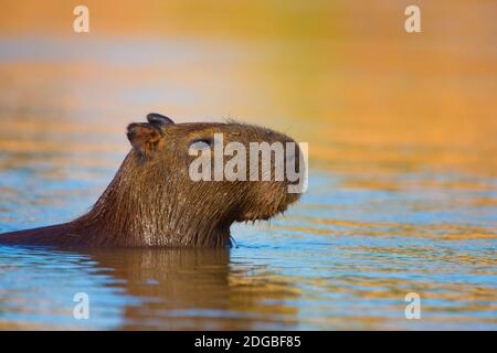 Baignade au capybara (Hydrochoerus hydrochaeris), zones humides du Pantanal, Brésil Banque D'Images