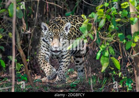 Jaguar (Panthera onca), Pantanal Wetlands, Brésil Banque D'Images