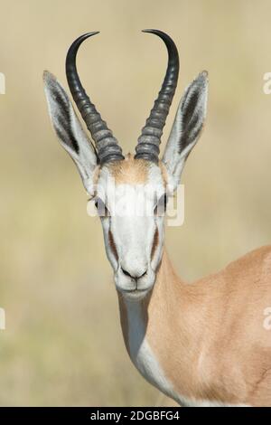 Le Springbok (Antidorcas marsupialis), Etosha National Park, Namibie Banque D'Images