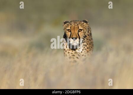 Cheetah (Acinonyx jubatus) dans un champ, parc national d'Etosha, Namibie Banque D'Images