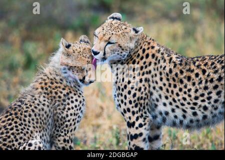 Cheetahs (Acinonyx jubatus), Ndutu, zone de conservation de Ngorongoro, Tanzanie Banque D'Images