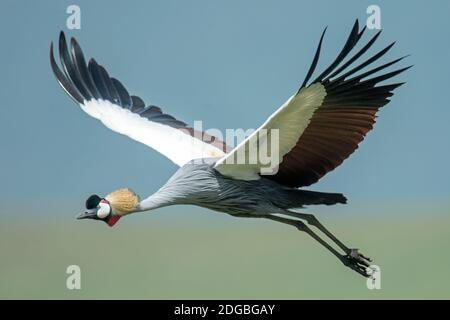 Grue à couronne grise (Balearia regulorum) volant, cratère de Ngorongoro, zone de conservation de Ngorongoro, Tanzanie Banque D'Images