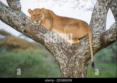 Lioness africain (Panthera leo) reposant sur un arbre, Ndutu, zone de conservation de Ngorongoro, Tanzanie Banque D'Images