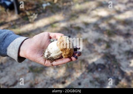 La main femelle tient un champignon récolté dans la forêt. Cueillette de champignons sauvages dans la forêt d'automne. Nom de famille Boletaceae, Nom scientifique Boletus edu Banque D'Images