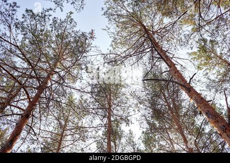 Vue de dessous de l'ancien grand contrefort dans la forêt à feuilles persistantes. Ciel bleu en arrière-plan. Vue à angle bas des arbres dans la forêt, fond naturel Banque D'Images