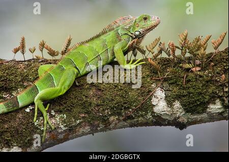 Iguana vert (Iguana Iguana), rivière Tarcoles, côte du Pacifique, Costa Rica Banque D'Images