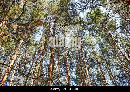 Vue de dessous de l'ancien grand contrefort dans la forêt à feuilles persistantes. Ciel bleu en arrière-plan. Vue à angle bas des arbres dans la forêt, fond naturel Banque D'Images