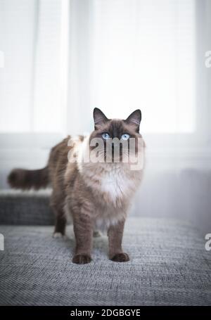 Seal Colorpoint Ragdoll Cat debout sur un canapé gris avant du rideau de glace Banque D'Images