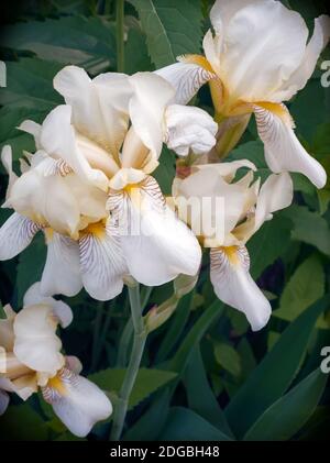Dans le jardin en fleurs, les iris jaune pâle. Banque D'Images
