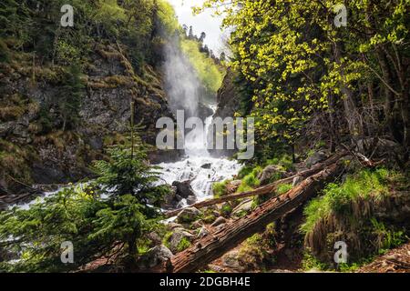 Ruisseau de montagne rapide dans la forêt de pins Banque D'Images
