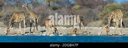 Girafes (Giraffa camelopardalis) au trou d'eau, Parc national d'Etosha, Namibie Banque D'Images