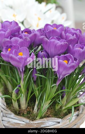 Violet foncé forcé Crocus vernus Flower Record fleurs dans un Pot en mars Banque D'Images