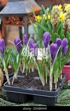 Décoration de printemps une table de jardin. Disque floral de Crocus vernus violet foncé, jonquilles (Narcissus) Tete-a-Tete et jacinthe (jacinthus) Banque D'Images