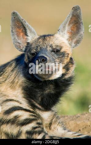 Gros plan de l'hyène rayée (Hyena hyena), Ndutu, zone de conservation de Ngorongoro, Tanzanie Banque D'Images