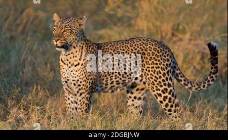 Léopard (Panthera pardus) debout dans une forêt, Parc national du Serengeti, Tanzanie Banque D'Images