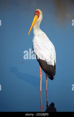 Gros plan de la cigogne à bec jaune (Mycteria ibis), Lac Manyara, Tanzanie Banque D'Images