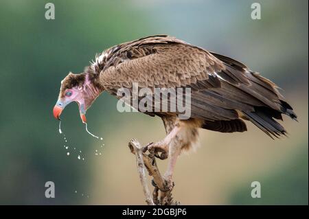 Gros plan de la Vulture à tête blanche (Trigonoceps occipitalis) perçant sur une souche d'arbre, Parc national de Tarangire, Tanzanie Banque D'Images