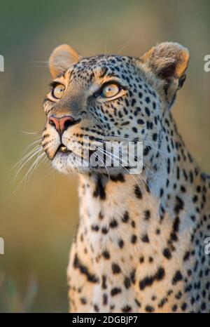 Gros plan du léopard (Panthera pardus), Parc national du Serengeti, Tanzanie Banque D'Images