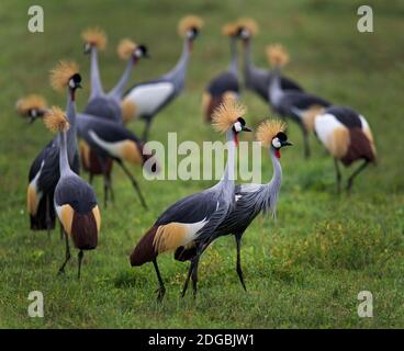 Troupeau de grues à couronne grise (Balearia regulorum), cratère de Ngorongoro, zone de conservation de Ngorongoro, Tanzanie Banque D'Images