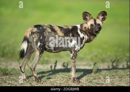 Portrait du chien sauvage africain (Lycaon pictus) debout en forêt, Tanzanie Banque D'Images