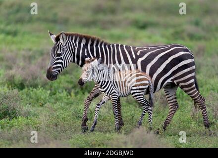 Le zèbre de Burchell (Equus quagga Burchellii) marchant dans la forêt avec son nouveau-né colt, Ndutu, zone de conservation de Ngorongoro, Tanzanie Banque D'Images