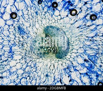 Tige de céleri avec élément de vaisseau, section transversale, colorée au bleu de méthylène, microscpoe optique. Agrandissement 160x. La largeur du cadre est d'environ 250-300 nm Banque D'Images