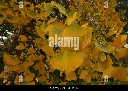 Ginkgo avec feuilles jaunissement. Automne dans un jardin anglais Banque D'Images