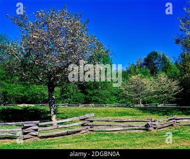 Fleurir les arbres dans la ferme, Davidson River Campground, Pisgah National Forest, Brevard, Caroline du Nord, États-Unis Banque D'Images