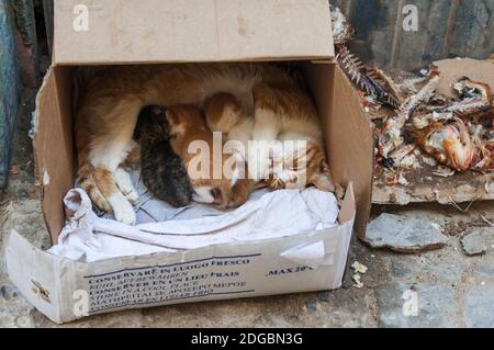 Street Cat avec son bébé sucer chats dans une boîte en carton. Banque D'Images