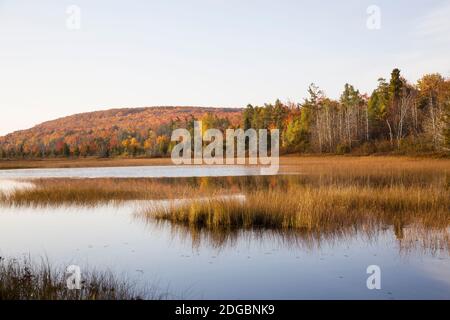 Étang dans une forêt, comté d'Alger, Upper Peninsula, Michigan, États-Unis Banque D'Images