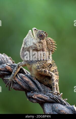 Dragon de forêt femelle sur une branche dans la jungle, Indonésie Banque D'Images