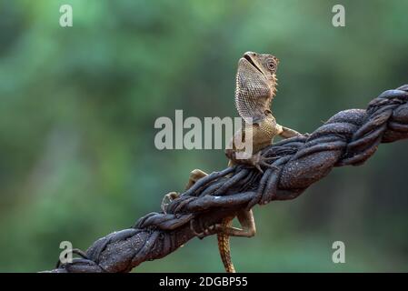 Dragon de forêt femelle sur une branche dans la jungle, Indonésie Banque D'Images