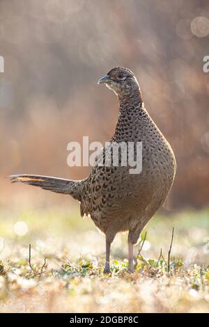 Étrange poule faisante commune debout rétro-éclairé par le soleil du matin à l'intérieur printemps Banque D'Images