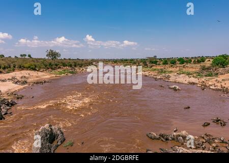 Faune animaux au parc de la réserve nationale de Maasai Mara dans le comté de Narok, Kenya Banque D'Images