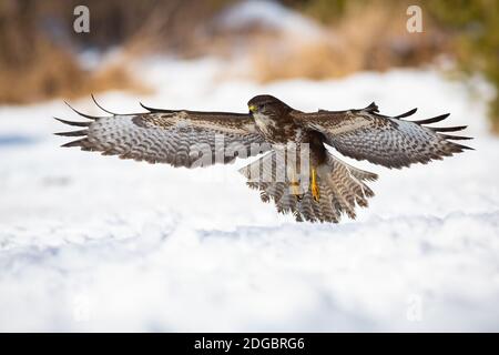 Majestueux bourdonnement commun qui s'arrête de la neige en hiver chasse Banque D'Images