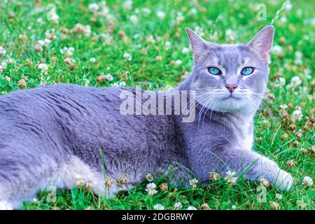 Chat gris avec des yeux vert vif couché sur un pré vert, trèfle Banque D'Images