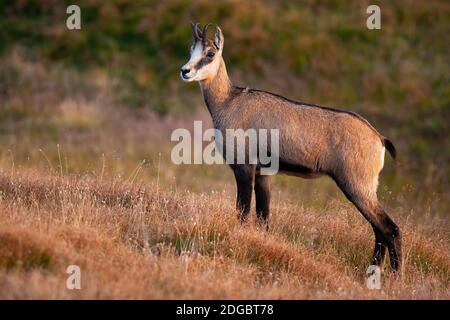 Curieux tatra chamois debout sur la prairie alpine sèche pendant heure d'or Banque D'Images