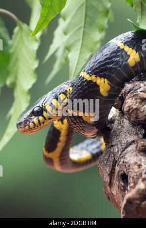 Gros plan du serpent de chat à anneaux dorés sur une branche d'arbre, Indonésie Banque D'Images