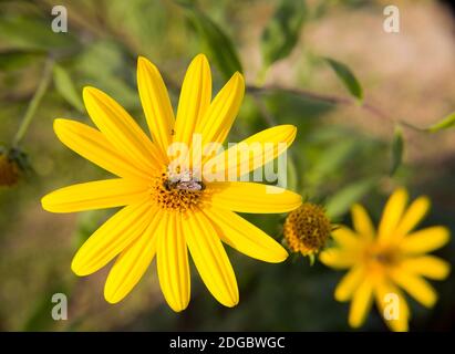 Grande belle fleur jaune et une abeille assise sur elle Banque D'Images