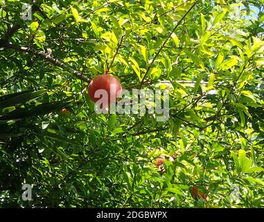 Grande grenade mûre rouge accrochée sur une branche parmi verte feuilles Banque D'Images