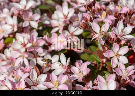 Abeille sur le thym fleuri dans le jardin d'été. Usine de Faustini de thymus vulgaris. Abeilles de travail sur fleurs roses Banque D'Images