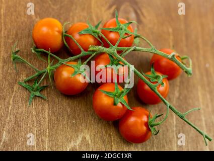 Petites tomates sur une branche contre un panneau brun foncé Banque D'Images