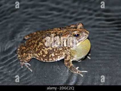 Toad guttural dans une piscine, Maurice Banque D'Images