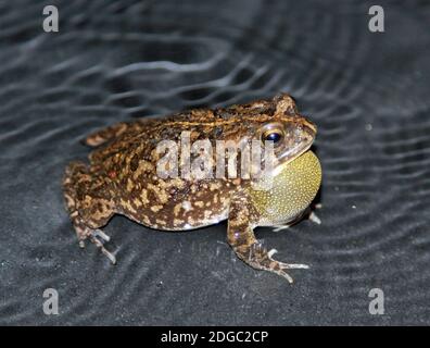 Toad guttural dans une piscine, Maurice Banque D'Images